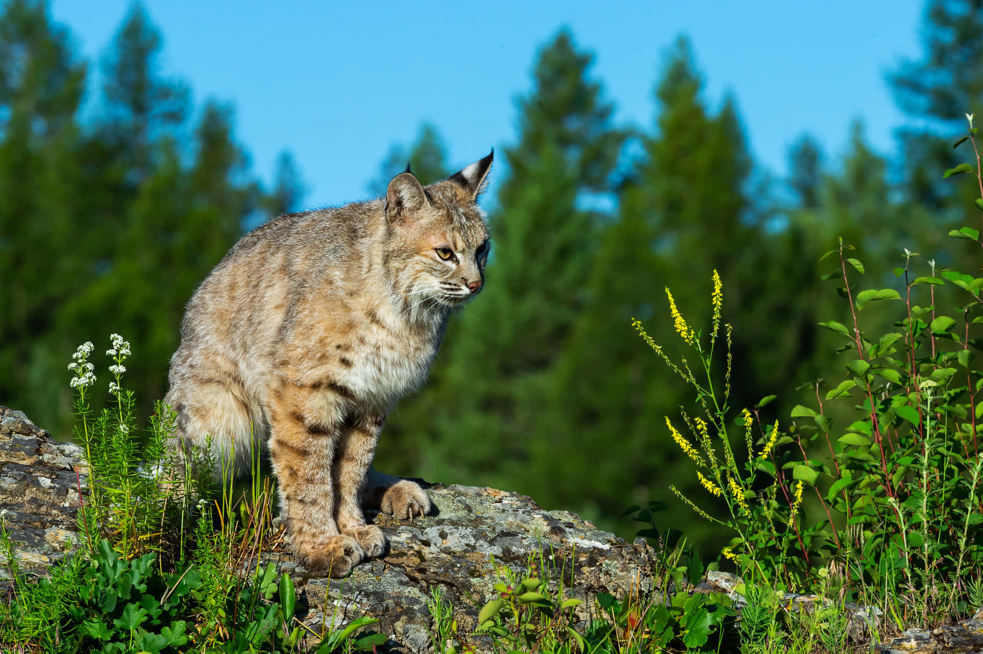 A Lynx Is Standing On A Rock In The Forest