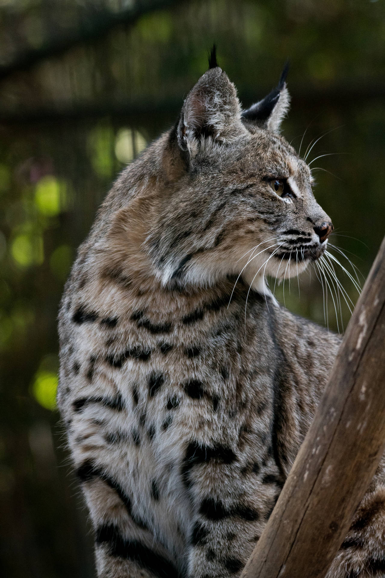 Bobcat Side View Awesome Animal Wallpaper