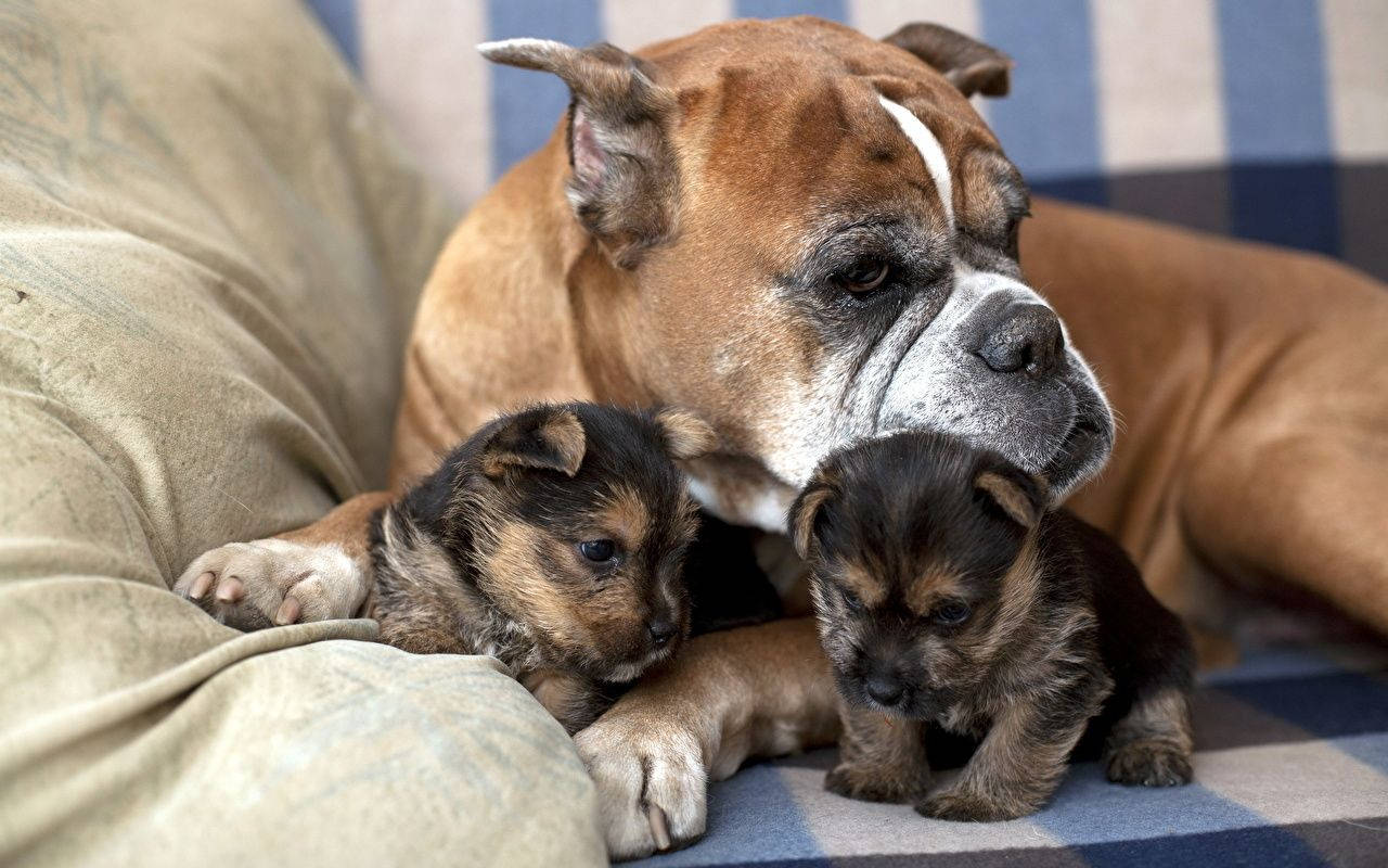 Boer Dog Family Puppies Wallpaper