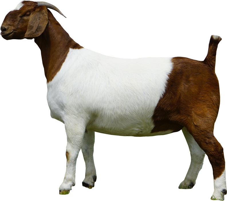 Download Boer Goat Side View.png | Wallpapers.com