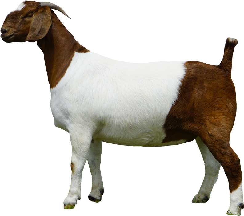 Boer Goat Side View.png PNG