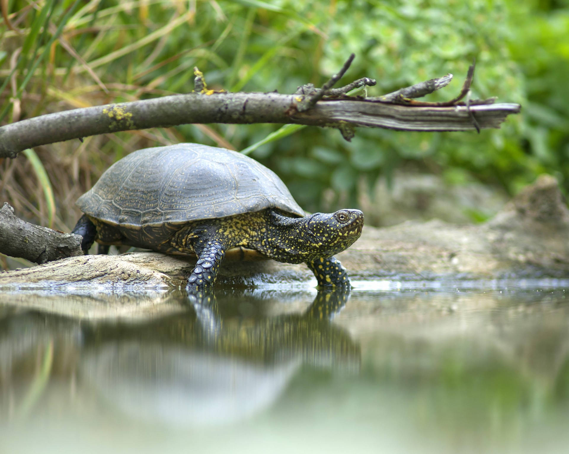 Bog Turtle Pond Water Photography Wallpaper