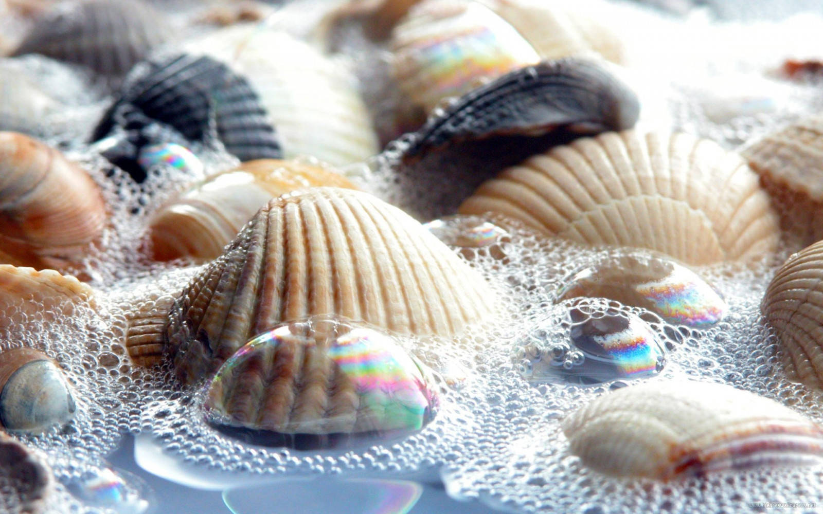 Clams HD Wallpapers and Backgrounds
