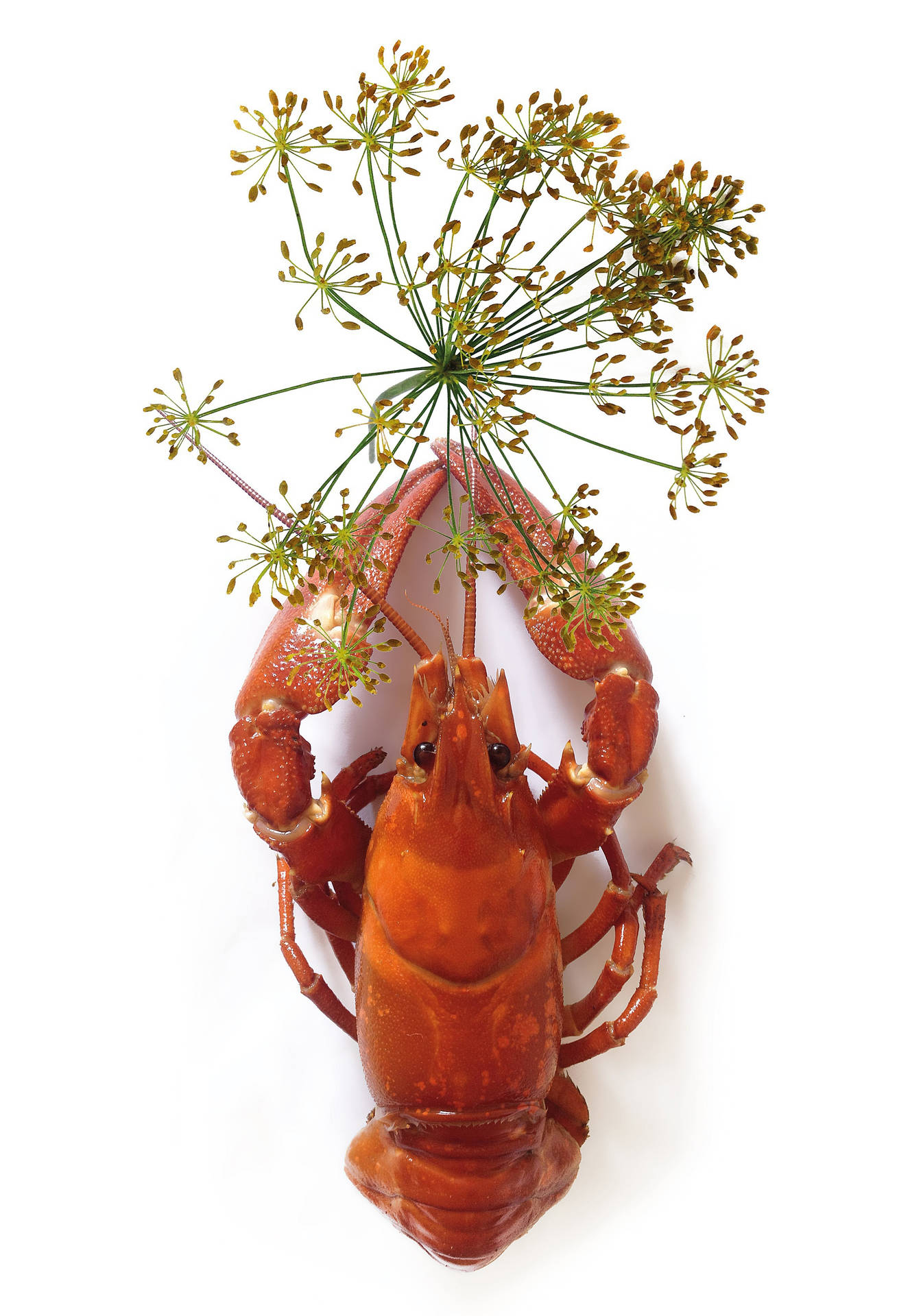 Boiled Crayfish With Dill Leaves Wallpaper