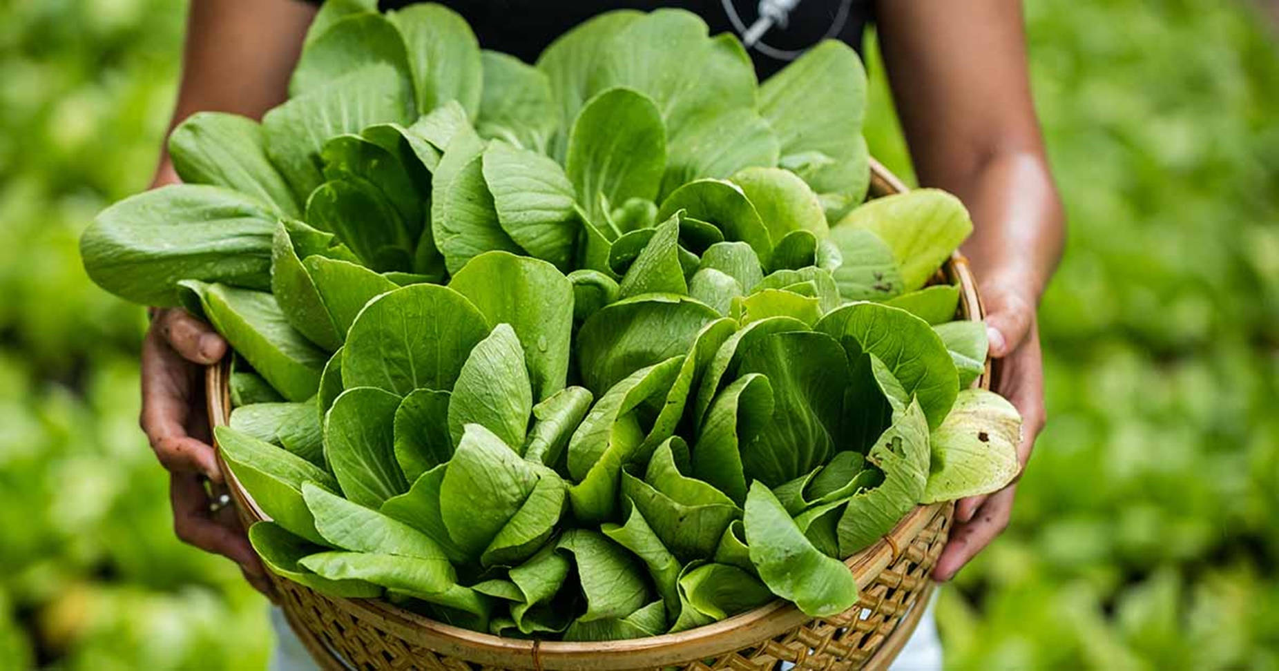 Bok Choy Cabbages In A Basket Wallpaper