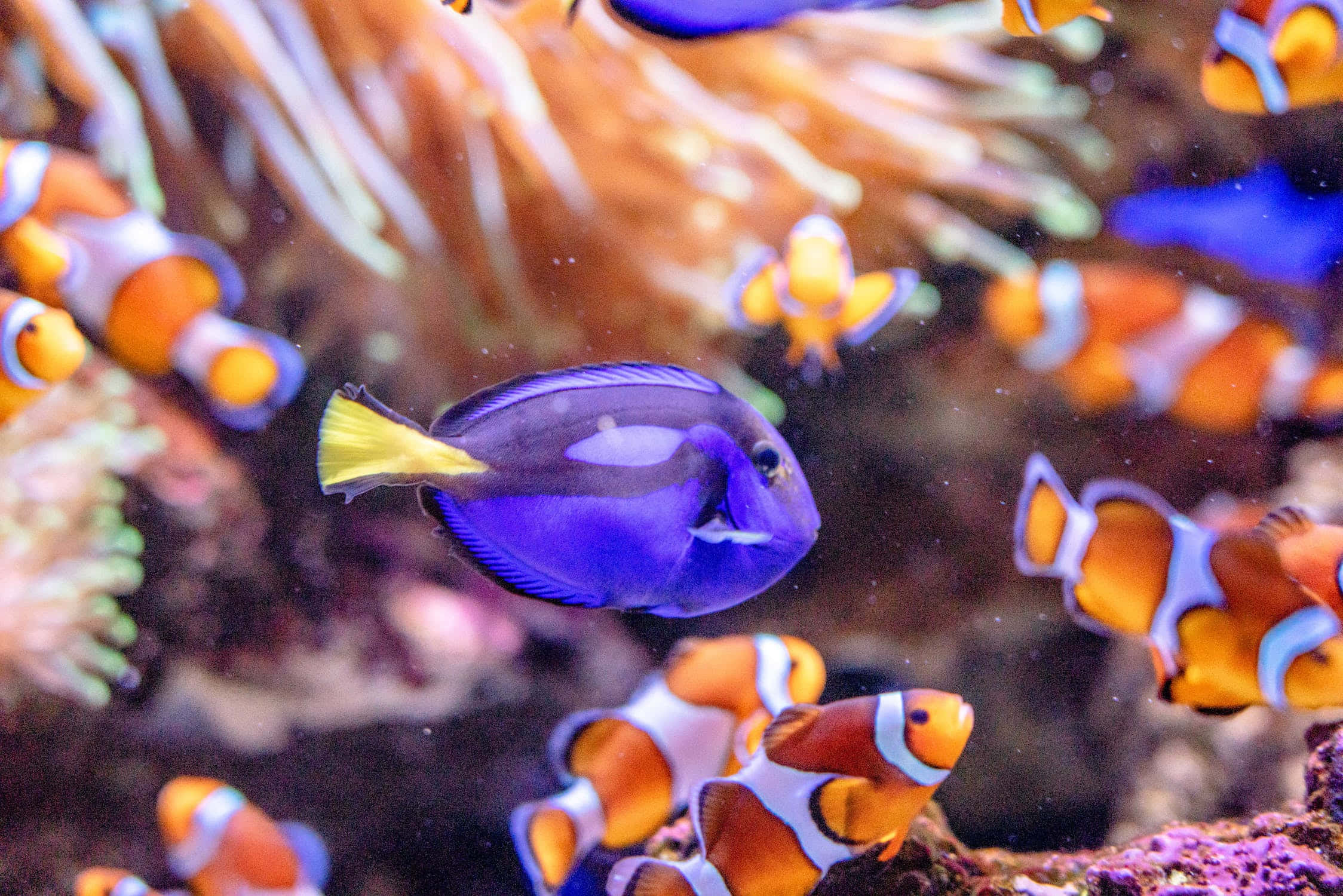 Bold And Tranquil: A Surgeonfish In Its Vibrant Habitat Wallpaper