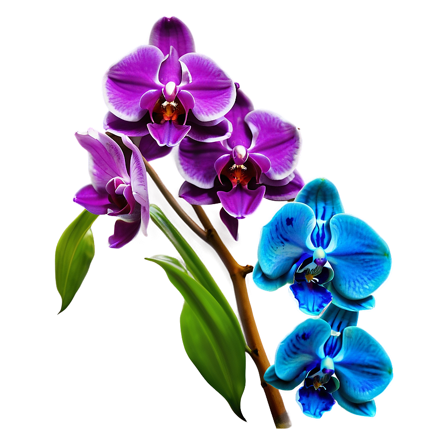 Bold Blue Orchid Png 06252024 PNG