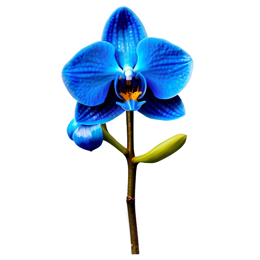 Bold Blue Orchid Png 06252024 PNG