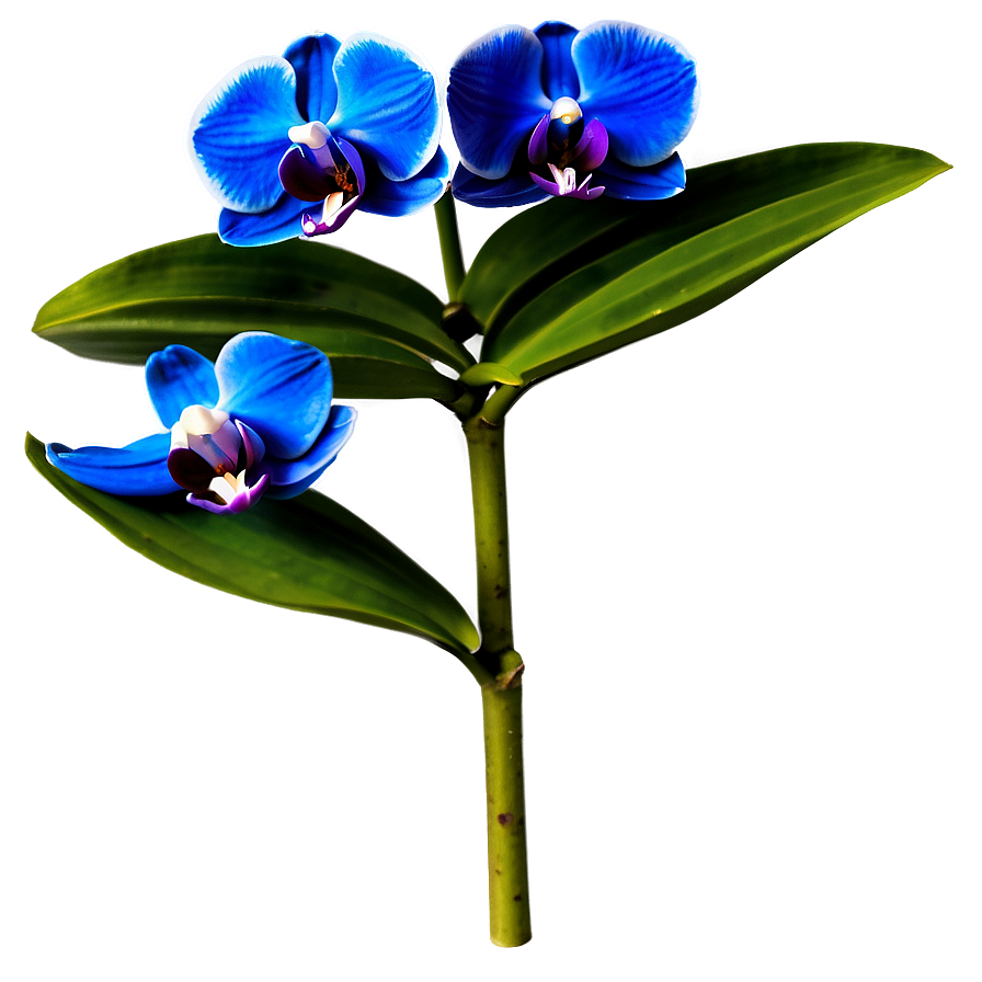 Bold Blue Orchid Png 06252024 PNG