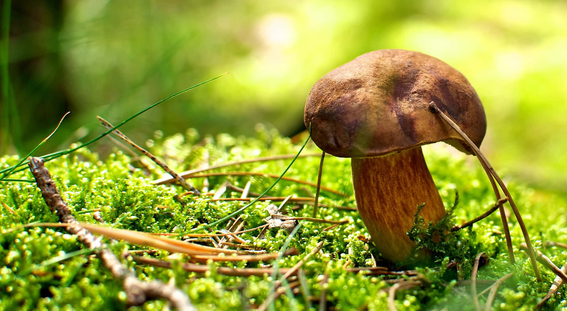 Boletus Mushroom Brown Cap And Stalk Fungus Background