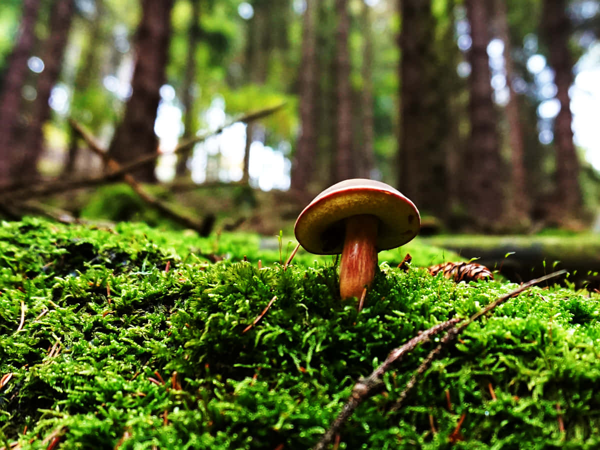 Boletus Mushroom On Mossy Forest Ground Background
