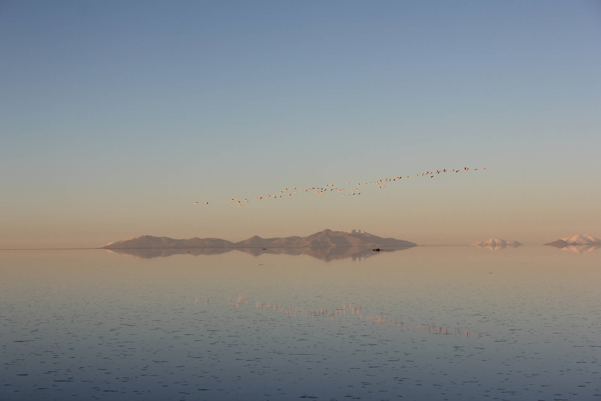 Bolivia Flock Of Flamingos In Uyuni