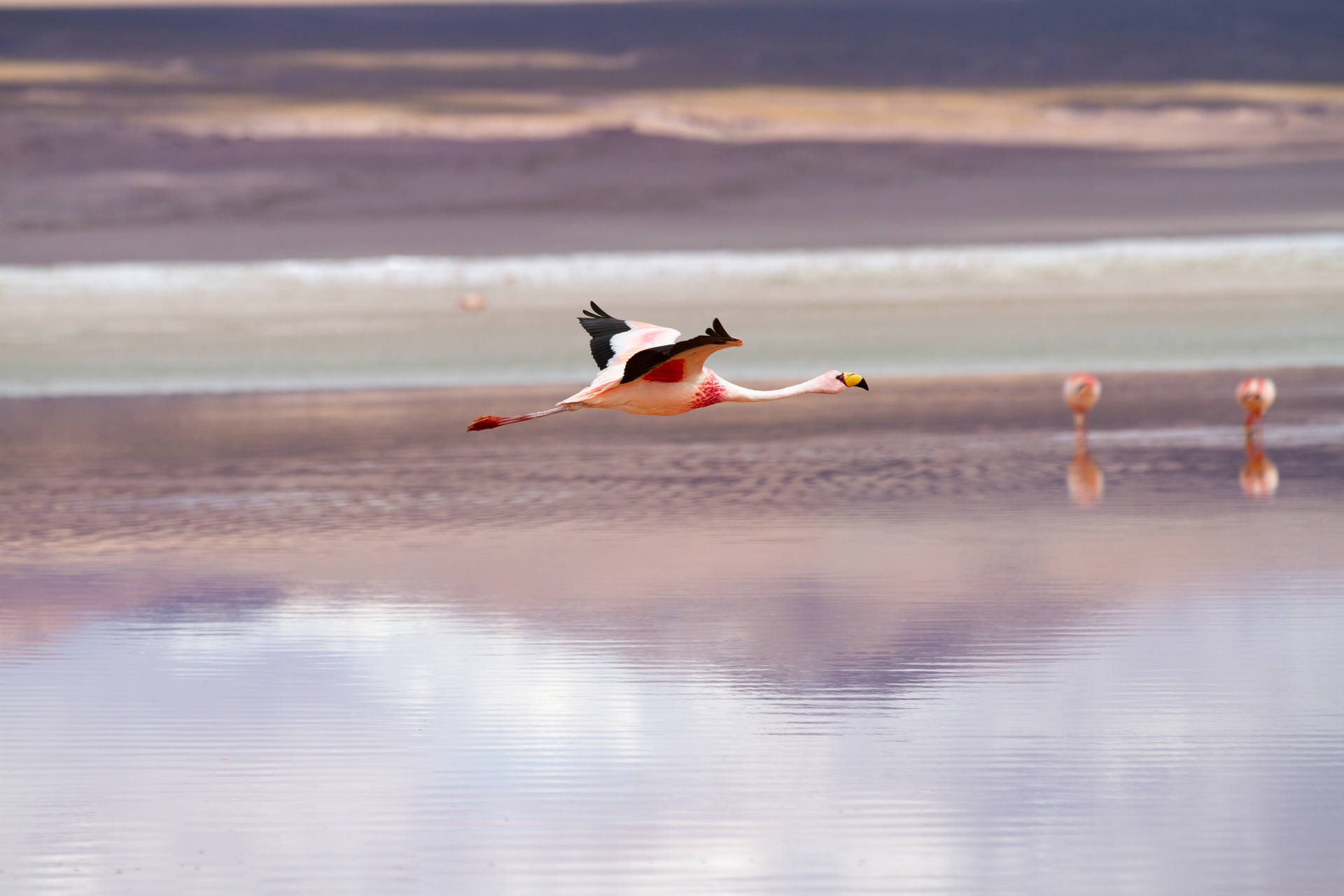 Bolivia Uyuni Flamingo