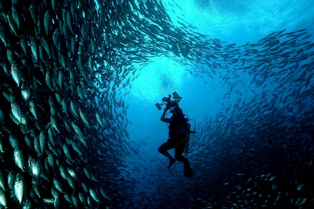 Bonaire Blue Fish Wallpaper
