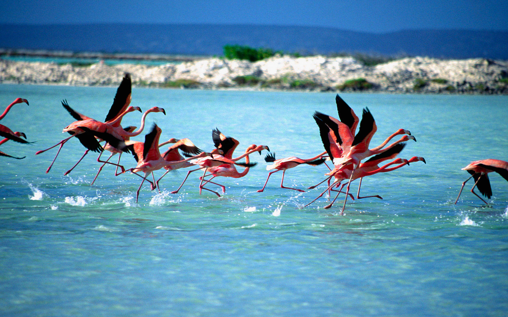 Bonaire Flamingos Wallpaper