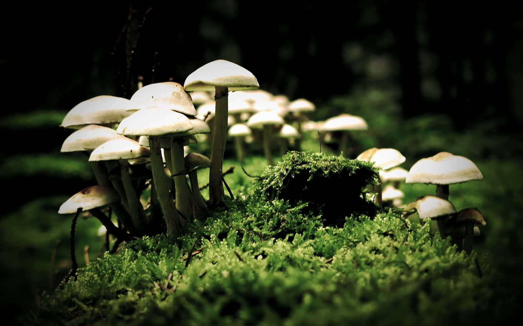 Bonnet Fungus Cluster On Mossy Ground Background