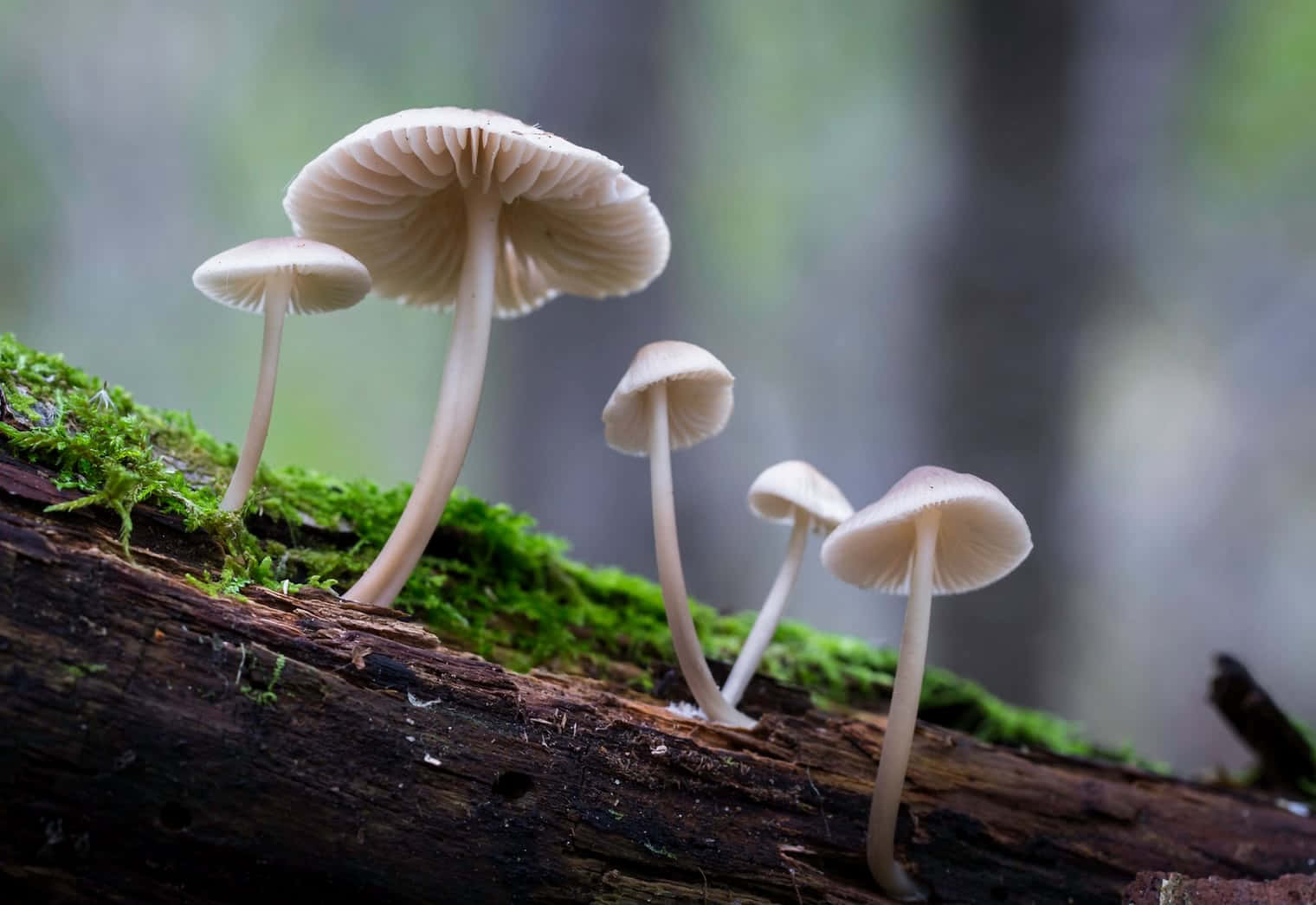 Bonnet Mushroom Fungus Troop On Damp Tree Wallpaper