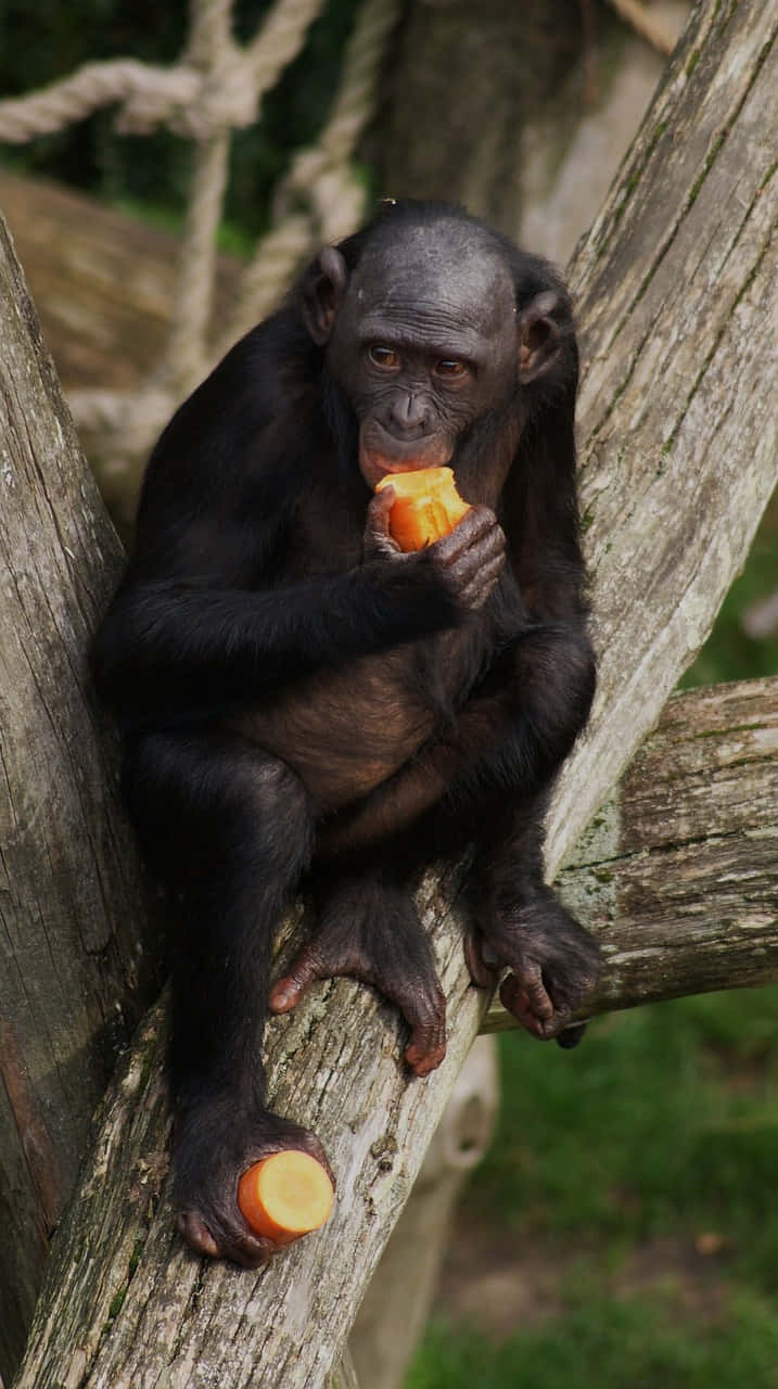 Bonobo Enjoying Fruit Perch Wallpaper