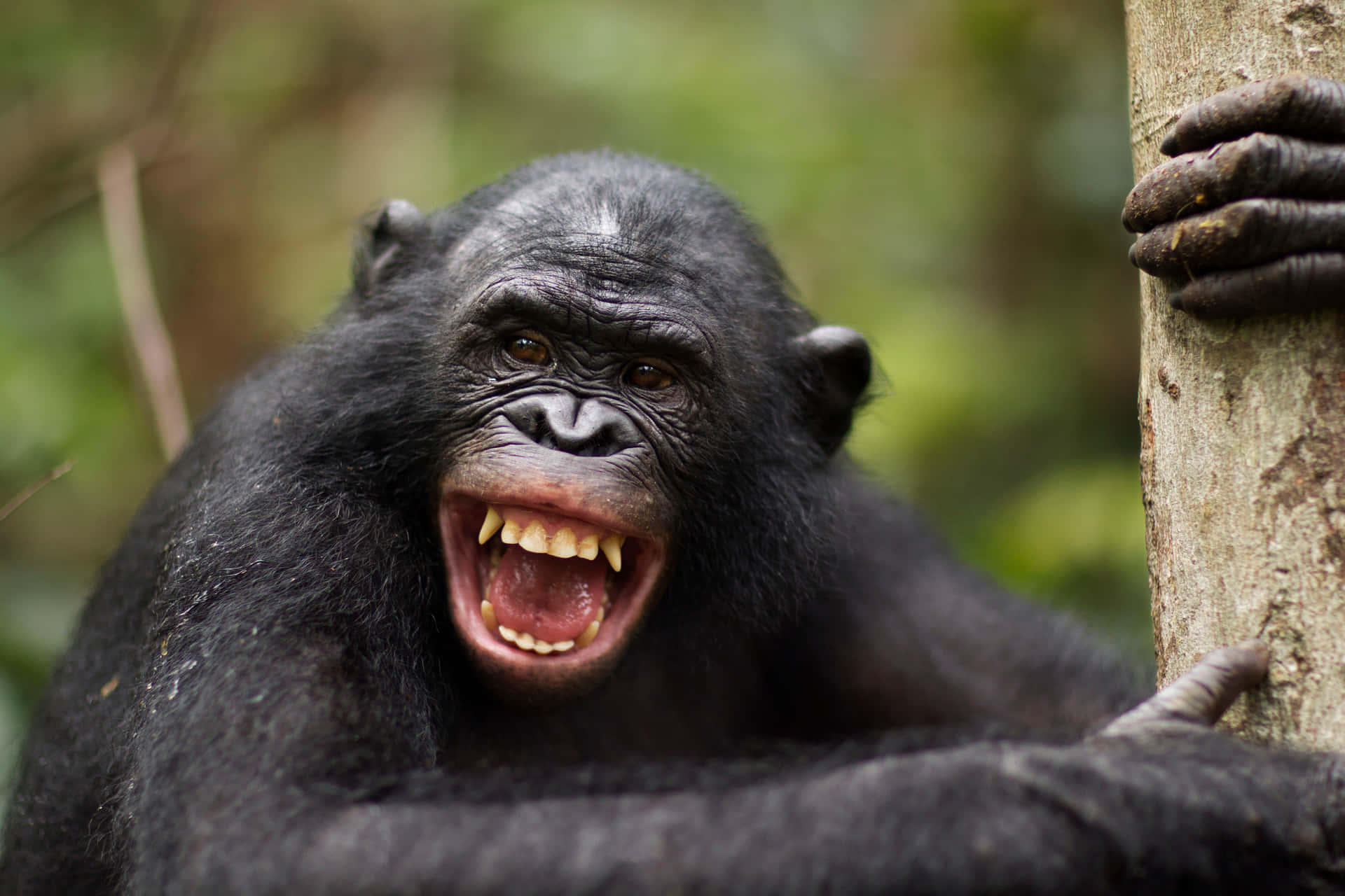 Bonobo Expressive Facial Expression Wallpaper