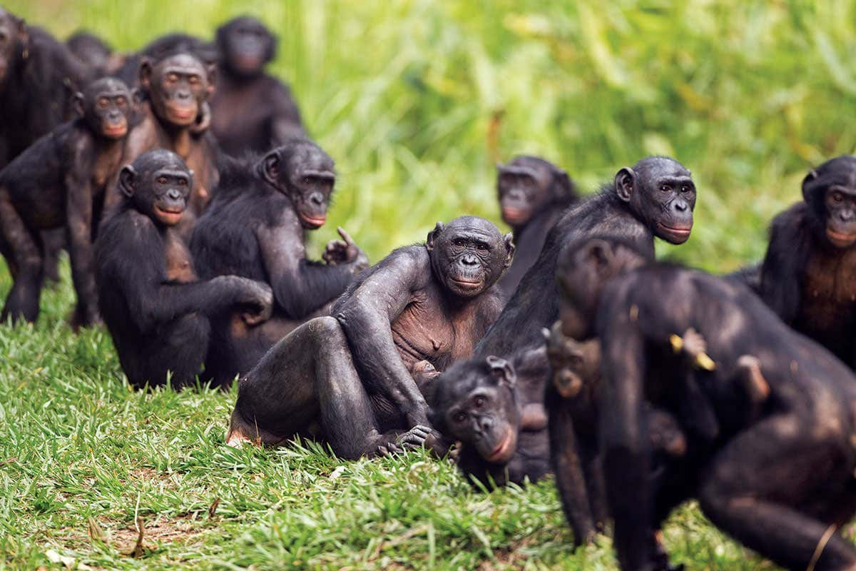 Bonobo Gatheringin Grassland Wallpaper