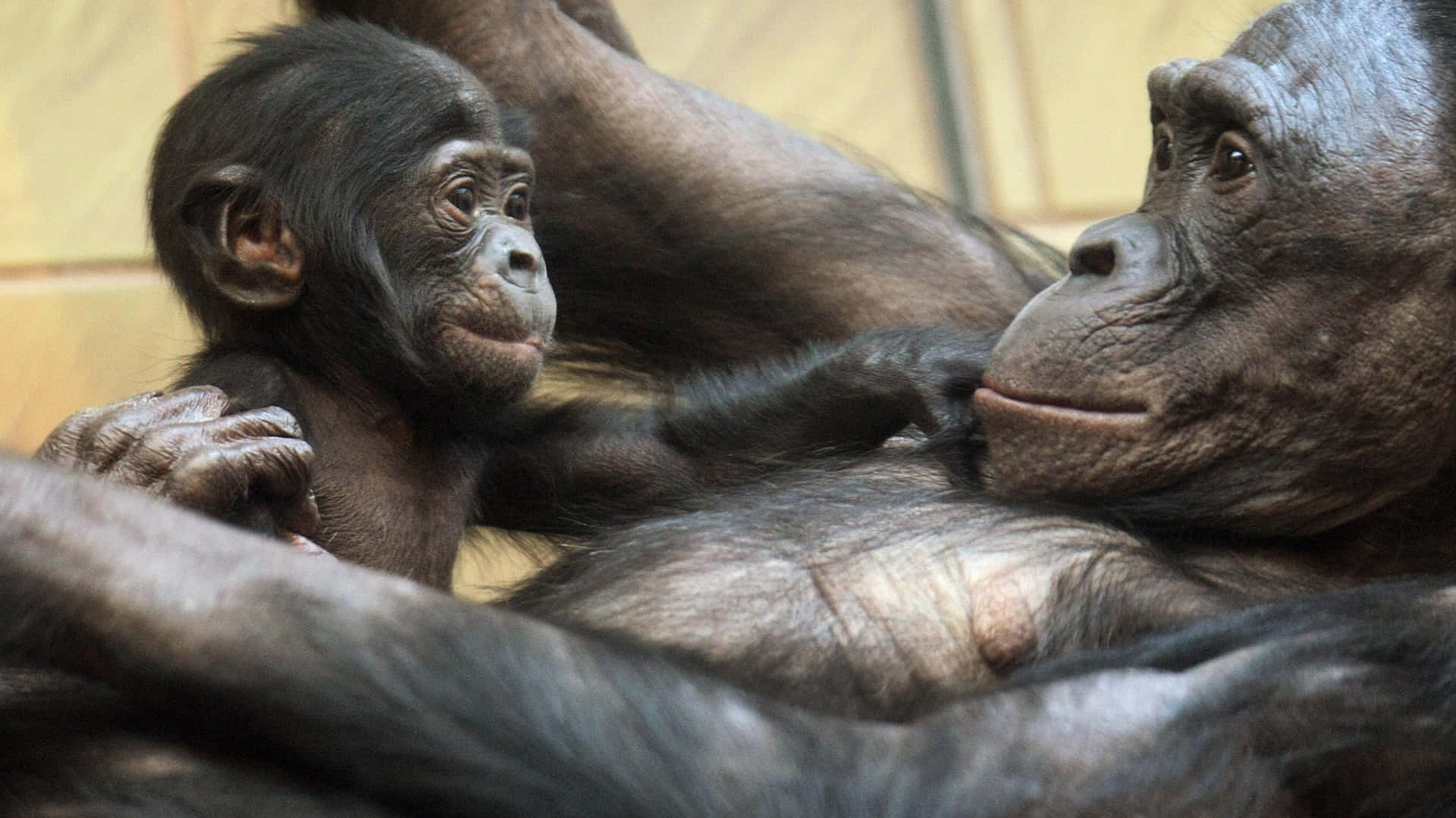 Bonobo Motherand Child Bond Wallpaper