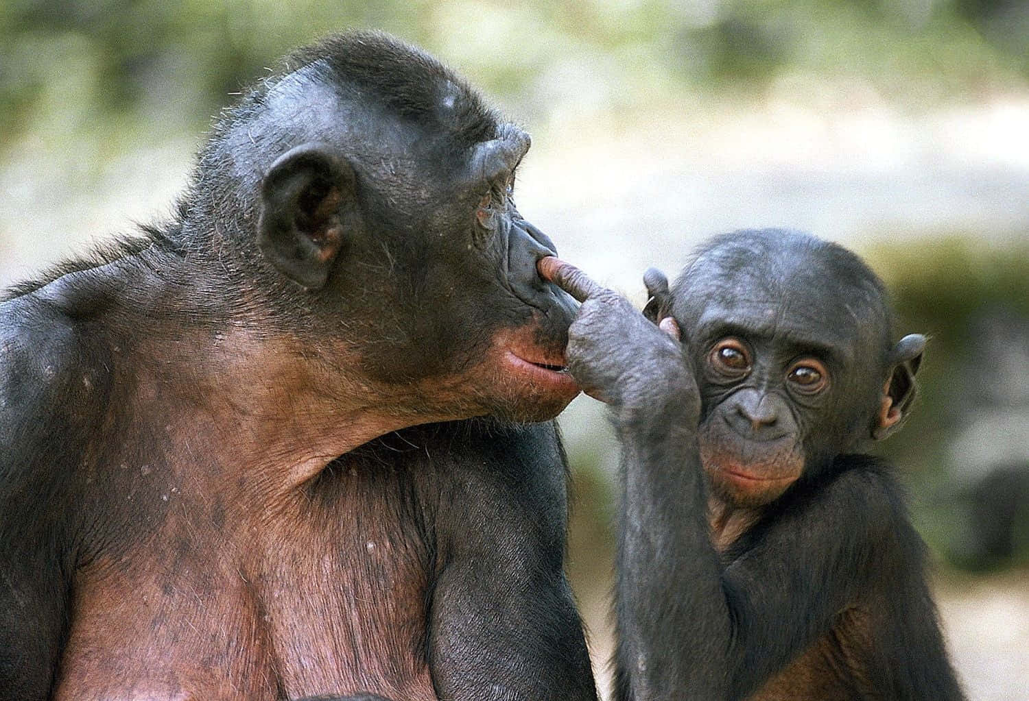 Bonobo Motherand Child Tender Moment Wallpaper