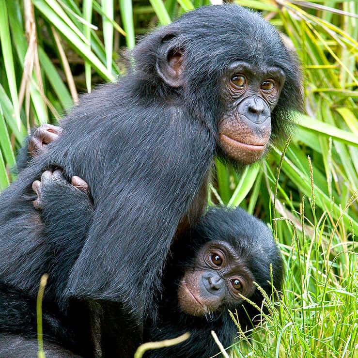Bonobo Motherand Infant Wallpaper