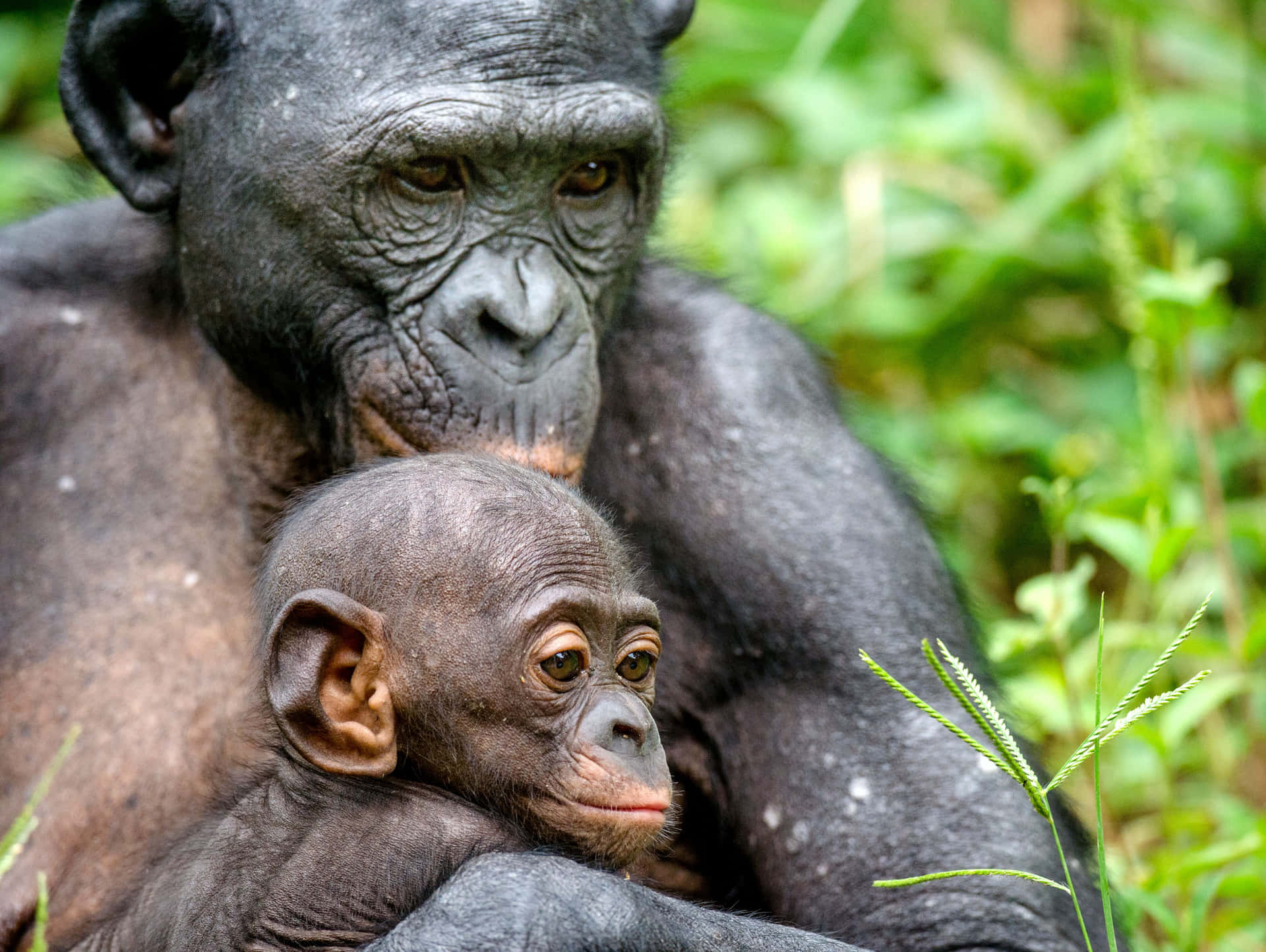 Bonobo Motherand Infant Wallpaper