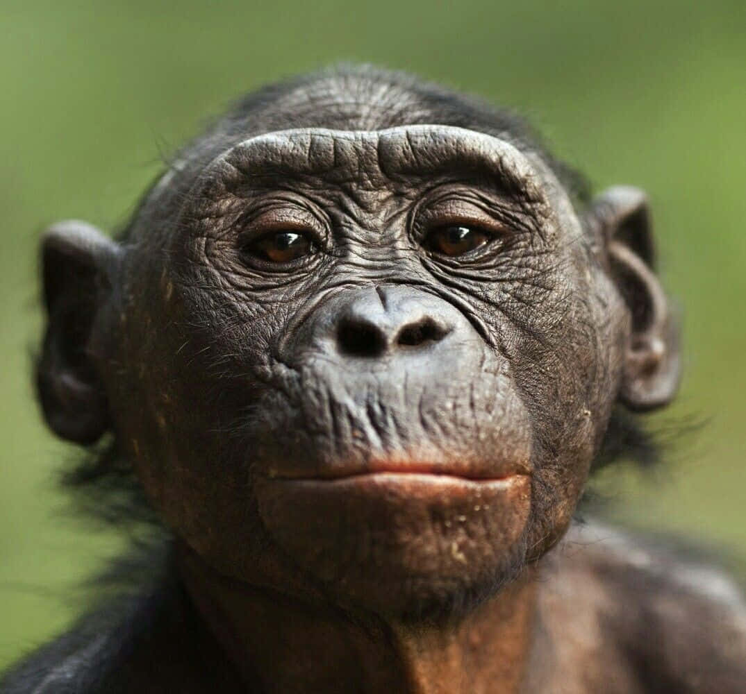 Bonobo Portrait Close Up Wallpaper