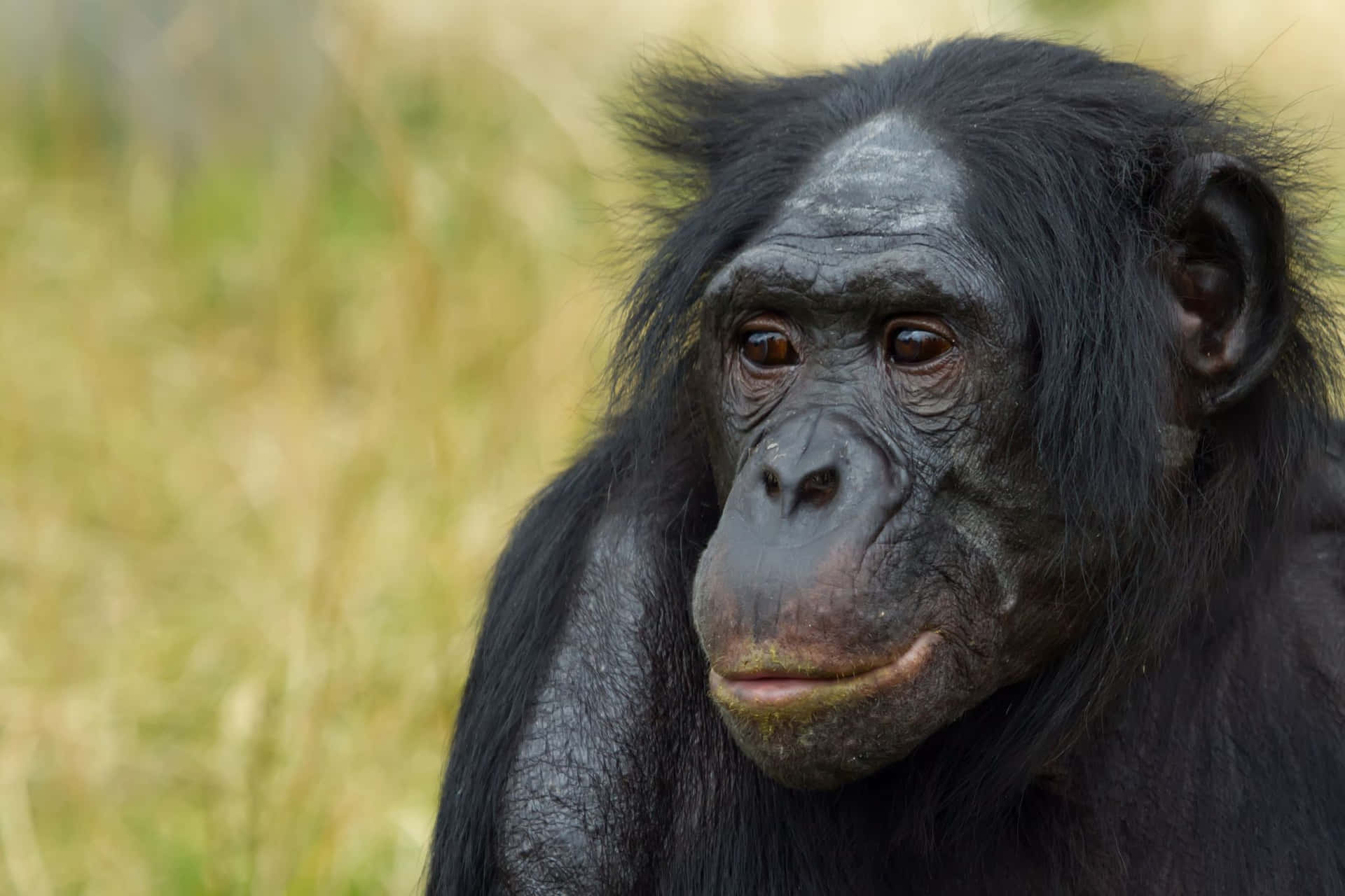 Bonobo Portraitin Natural Habitat Wallpaper