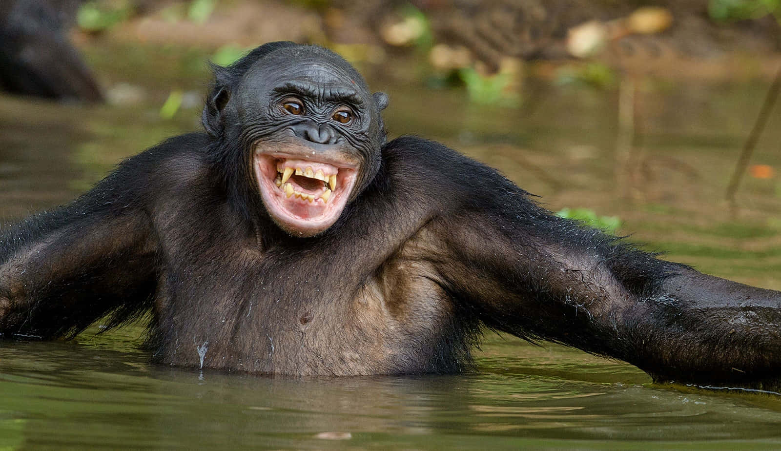 Bonobo Smilingin Water Wallpaper