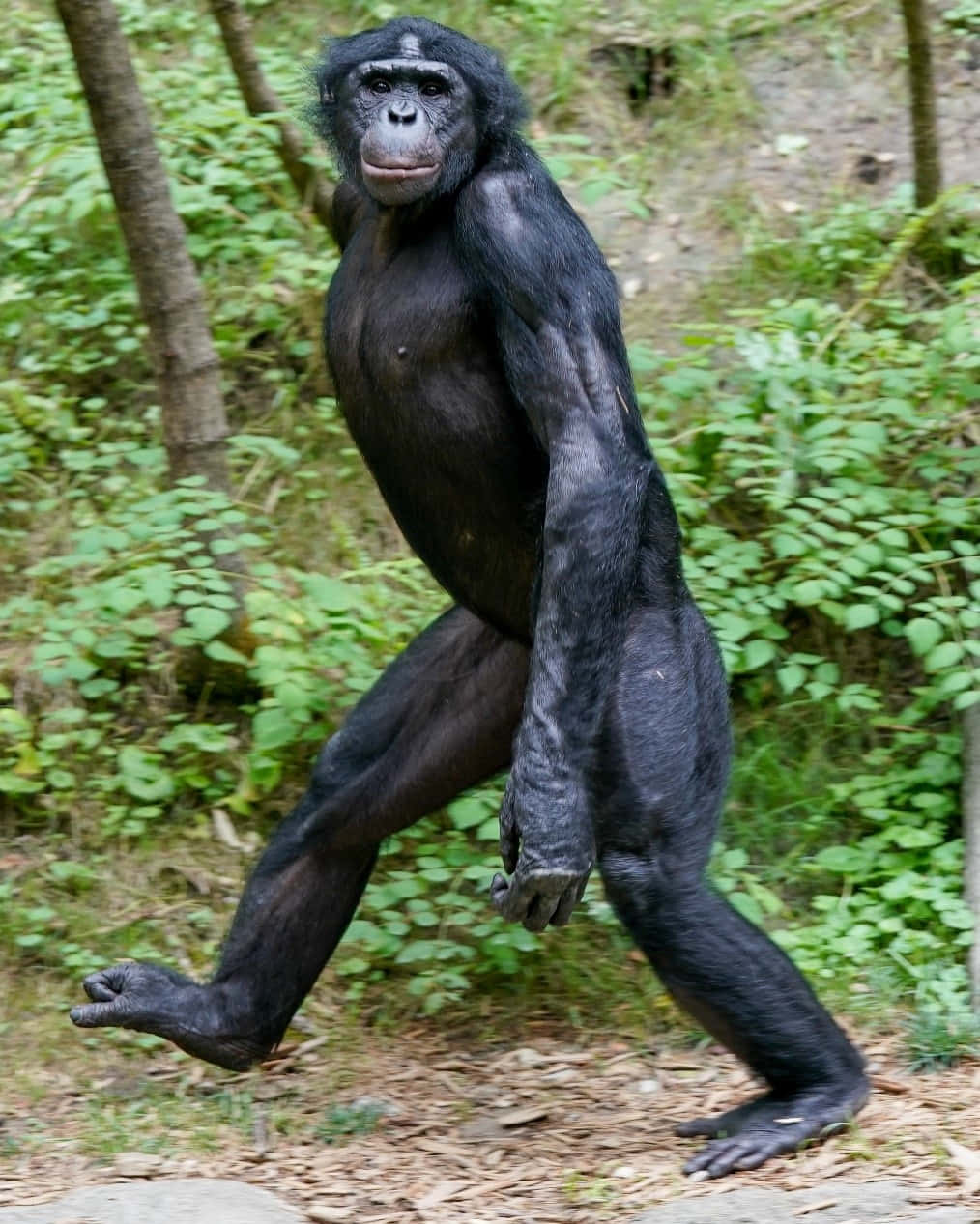 Bonobo Walking Upright In Forest Wallpaper