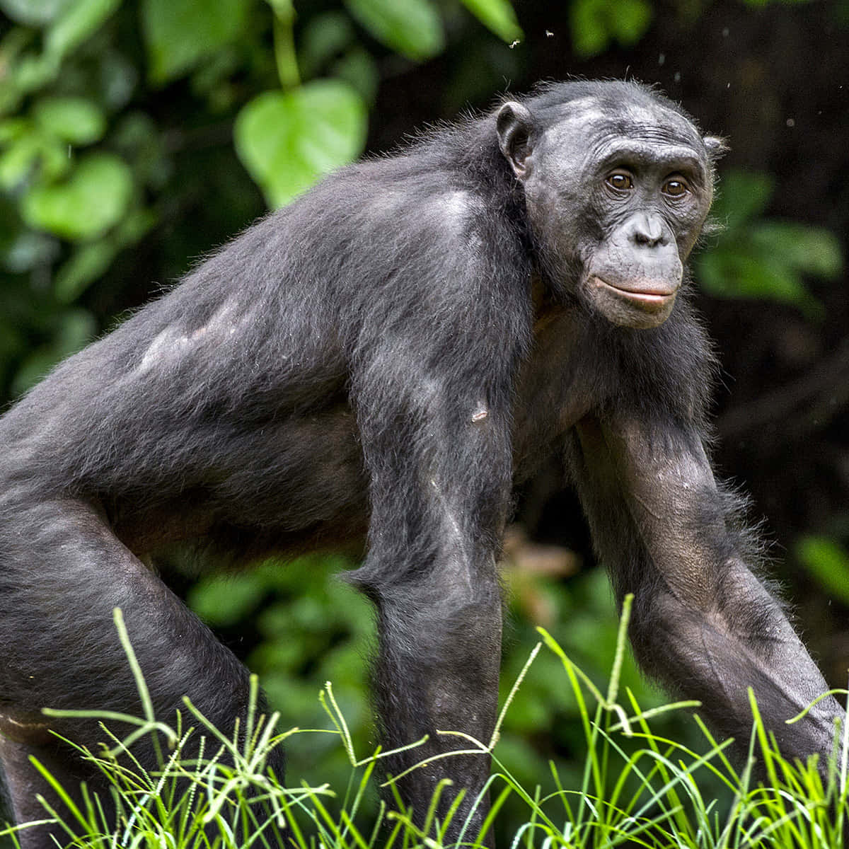 Bonoboin Natural Habitat.jpg Wallpaper