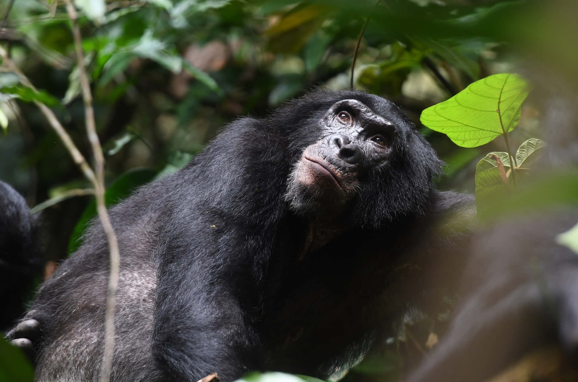 Bonoboin Natural Habitat Wallpaper