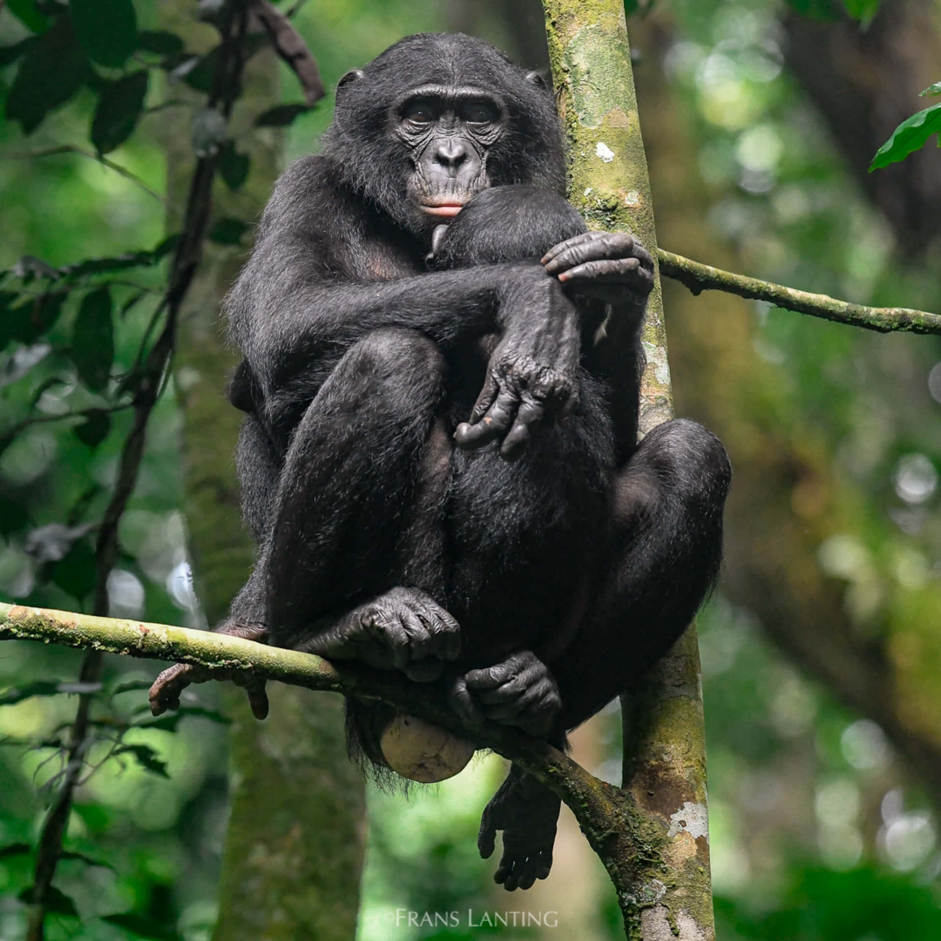 Bonoboin Natural Habitat Wallpaper