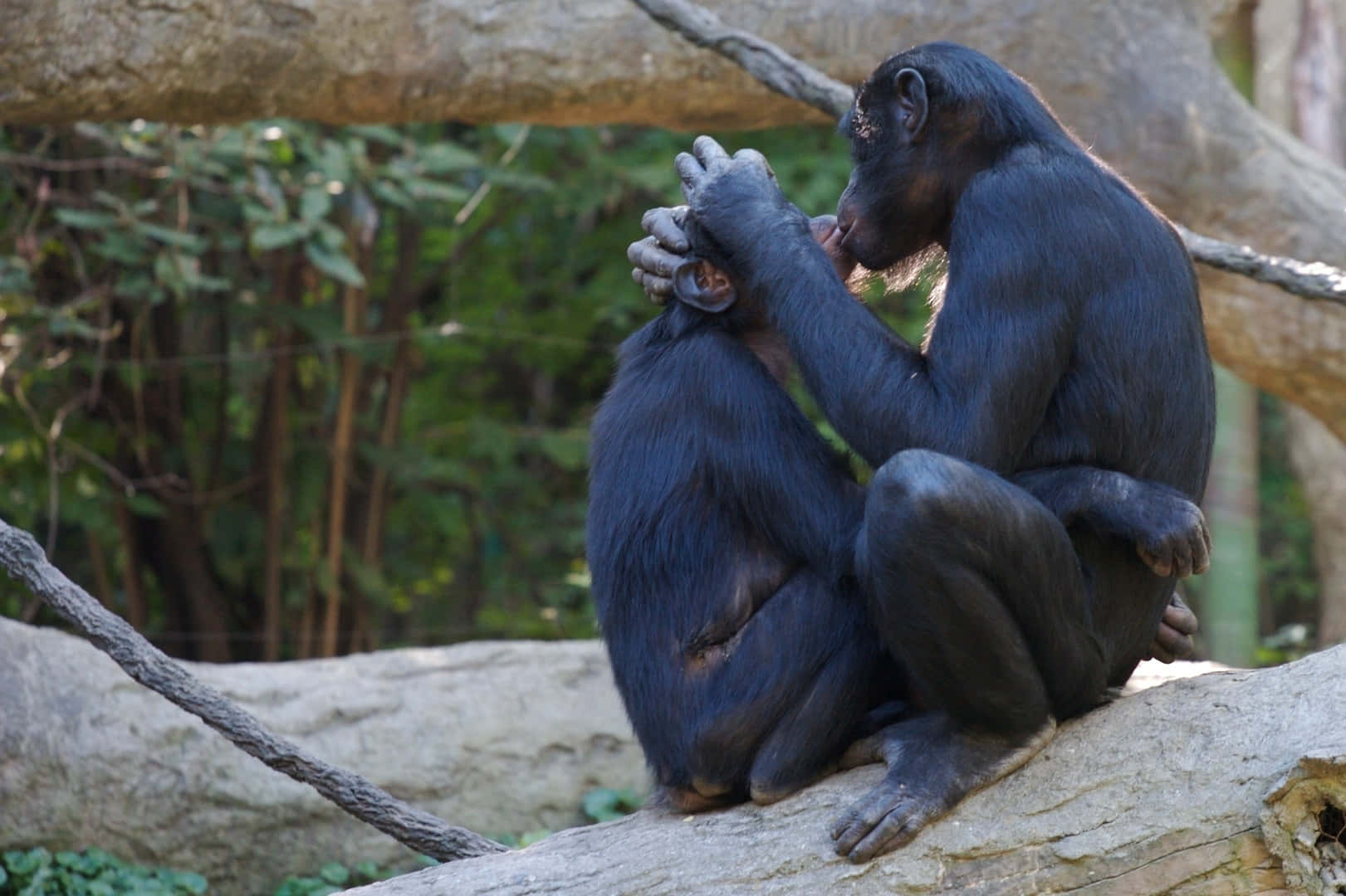 Bonobos Groomingon Tree Branch Wallpaper