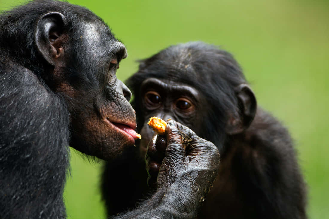 Bonobos Sharing Food Moment Wallpaper