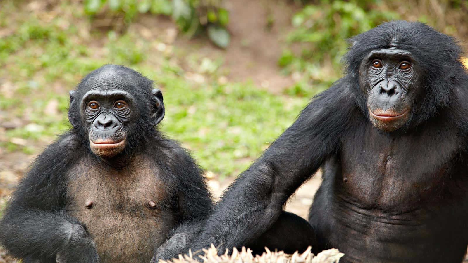 Bonobos Sitting Together.jpg Wallpaper