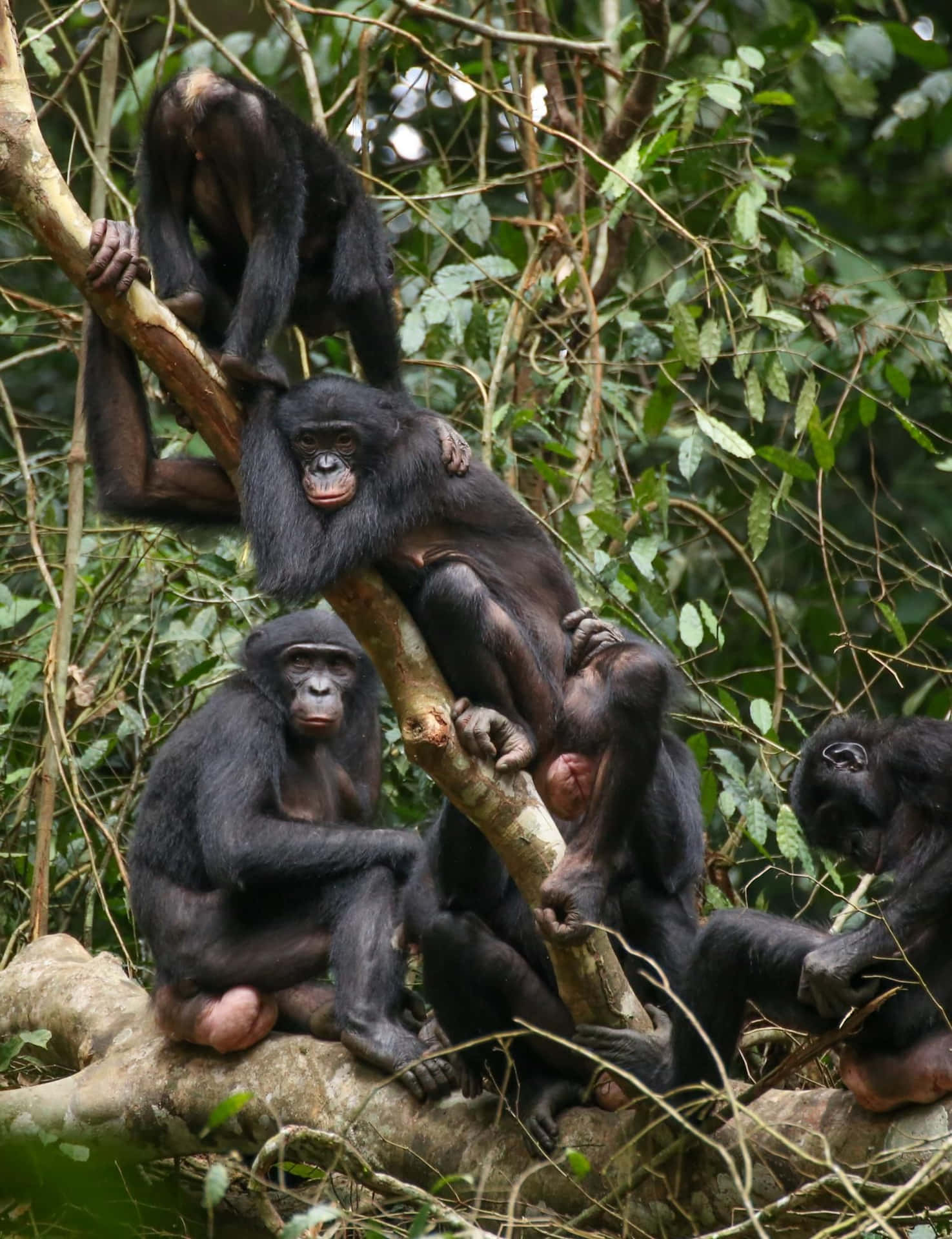 Bonobosin Natural Habitat Wallpaper