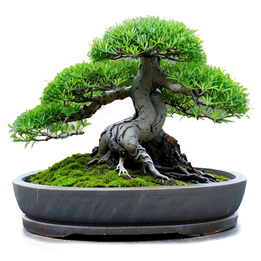 Bonsai Forest Scene Png 4 PNG