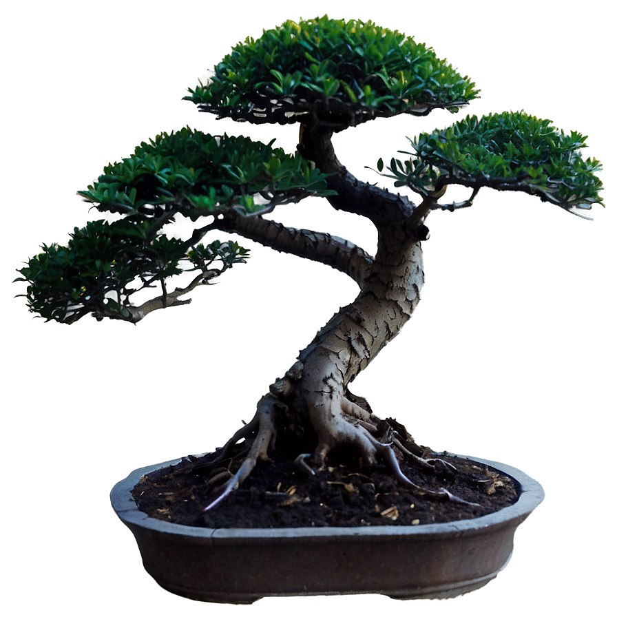 Bonsai Plant Png 20 PNG