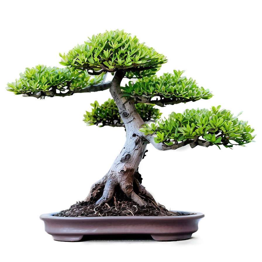 Bonsai Plant Png Csy PNG