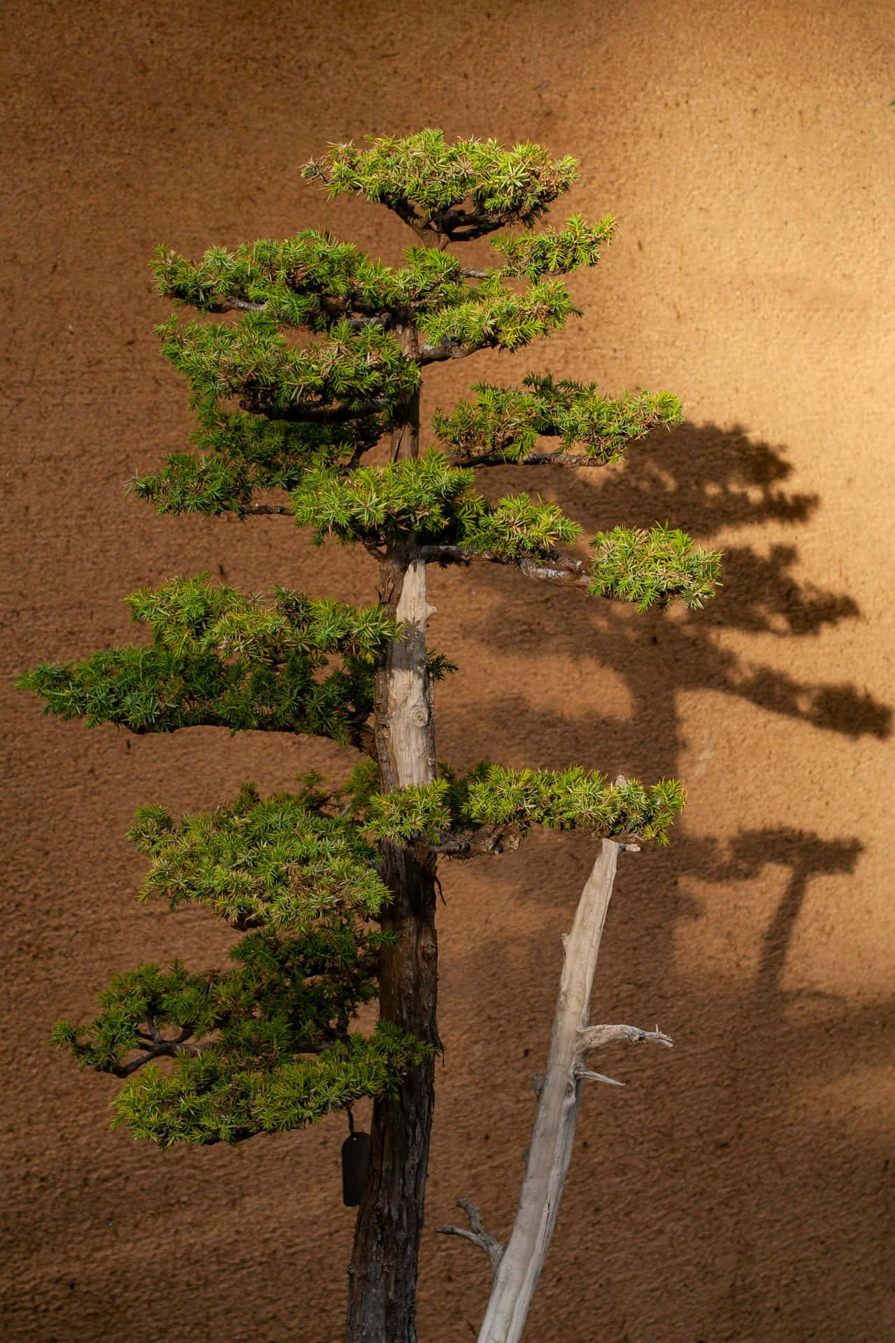 Bonsai Tree Brown Green Aesthetic Wallpaper