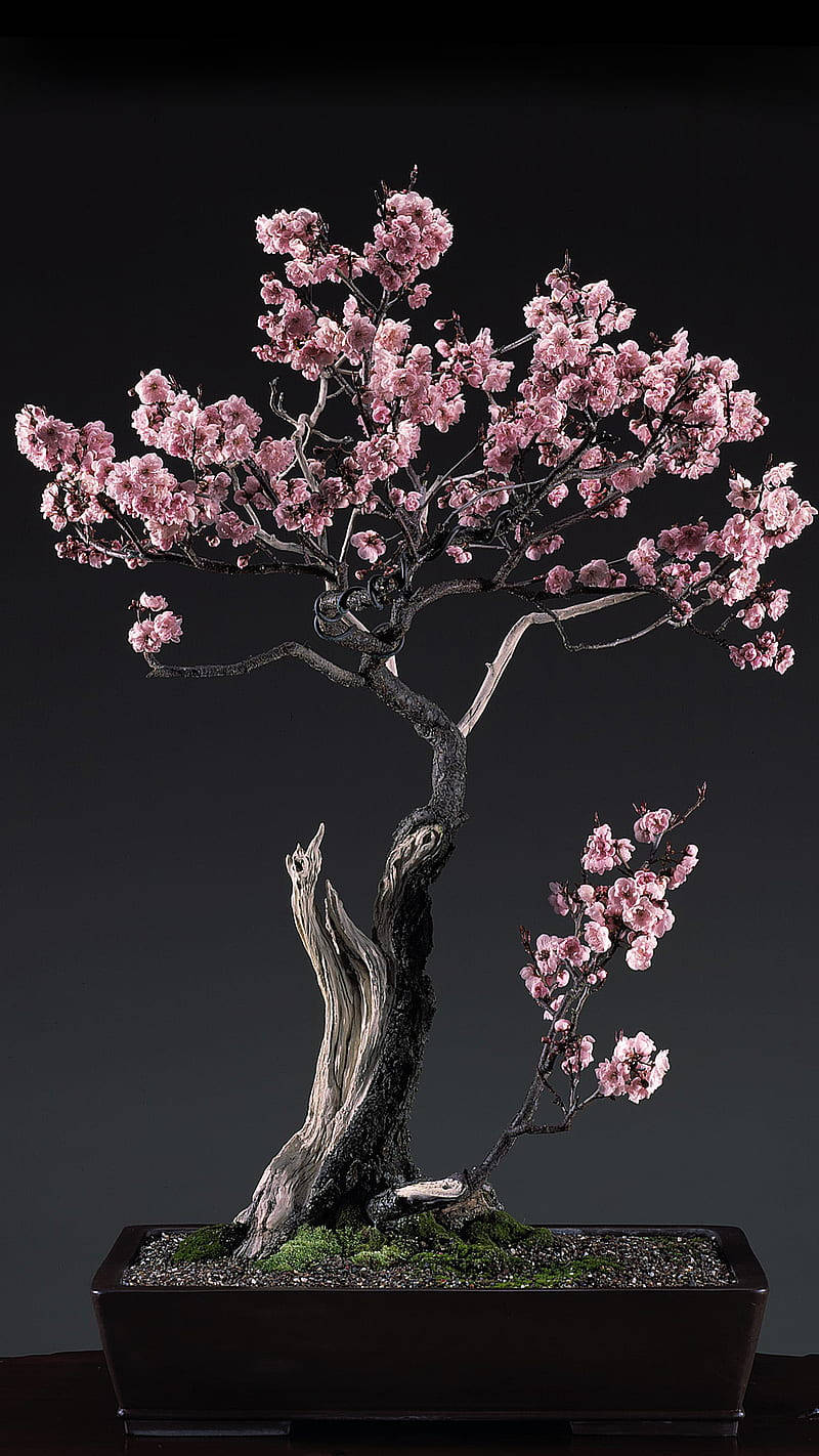 Bonsai Tree Cherry Blossoms Plant Photography Wallpaper