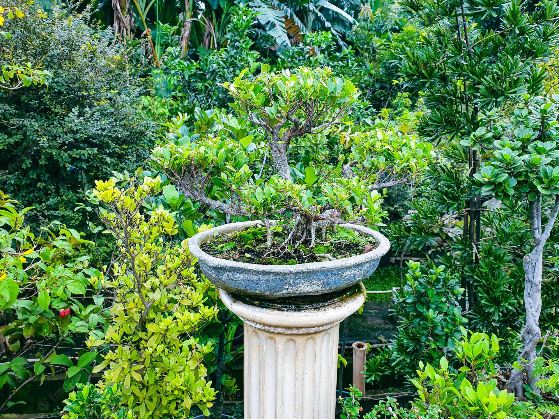 Bonsai Tree Chokan Upright Style Plant Photography Wallpaper