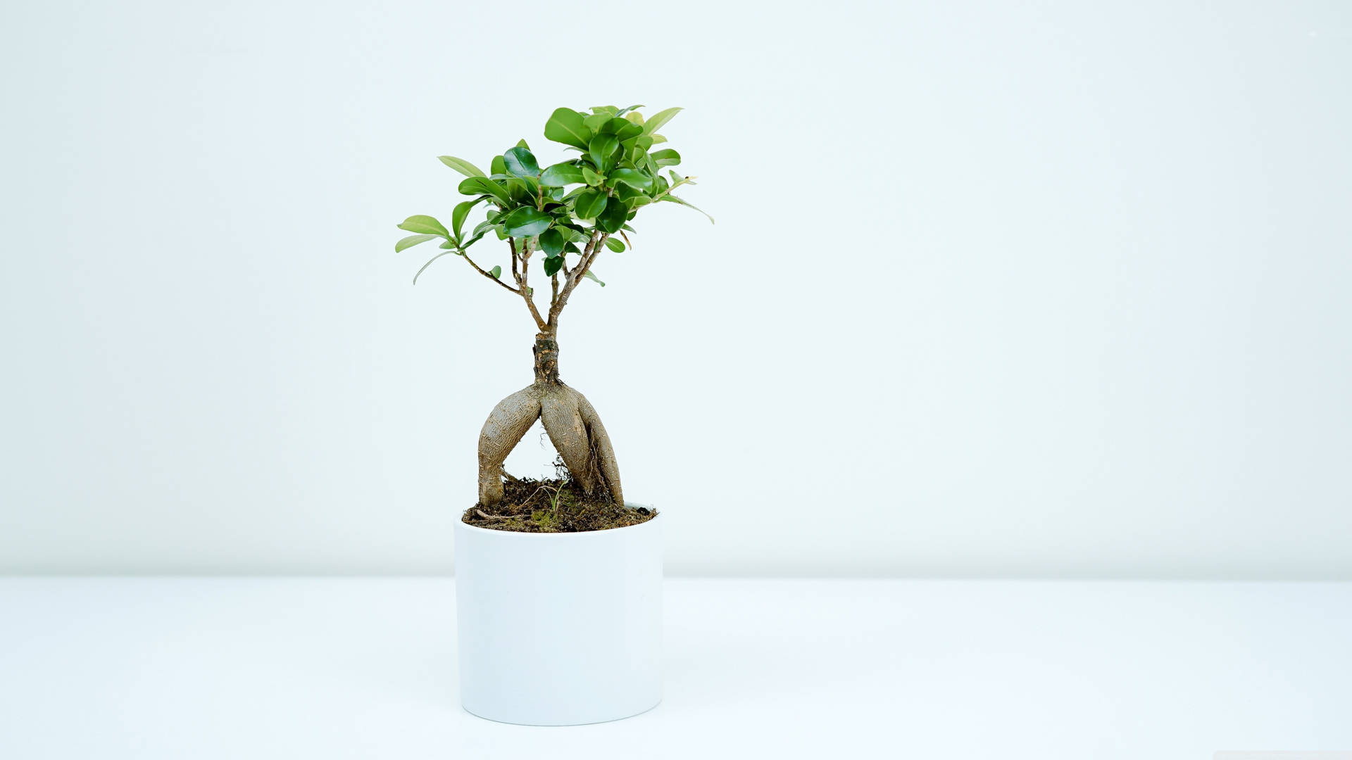 Bonsai Tree Exposed Root Style Photography Wallpaper