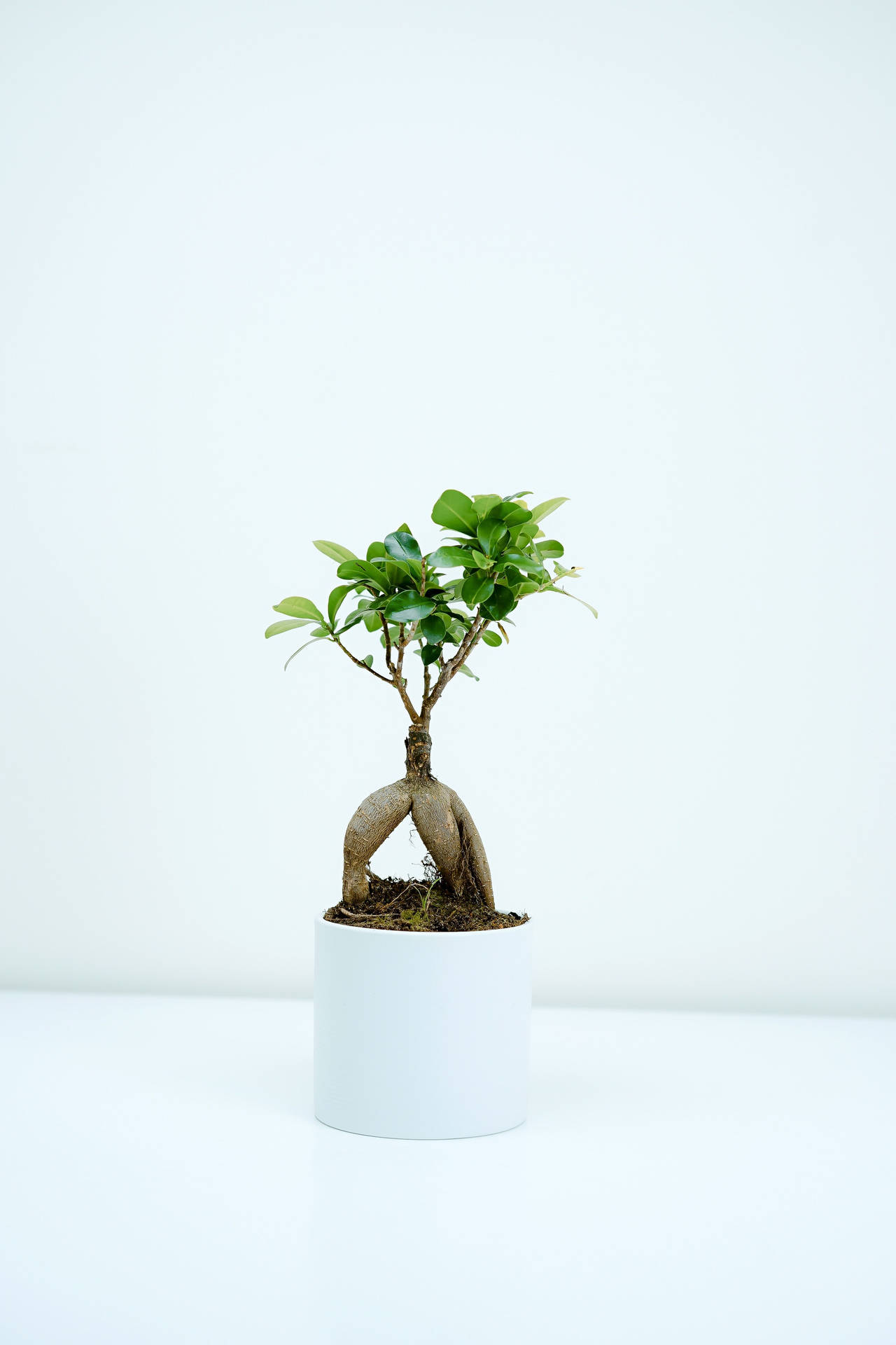 Bonsai Tree Exposed Root Style Photography Wallpaper