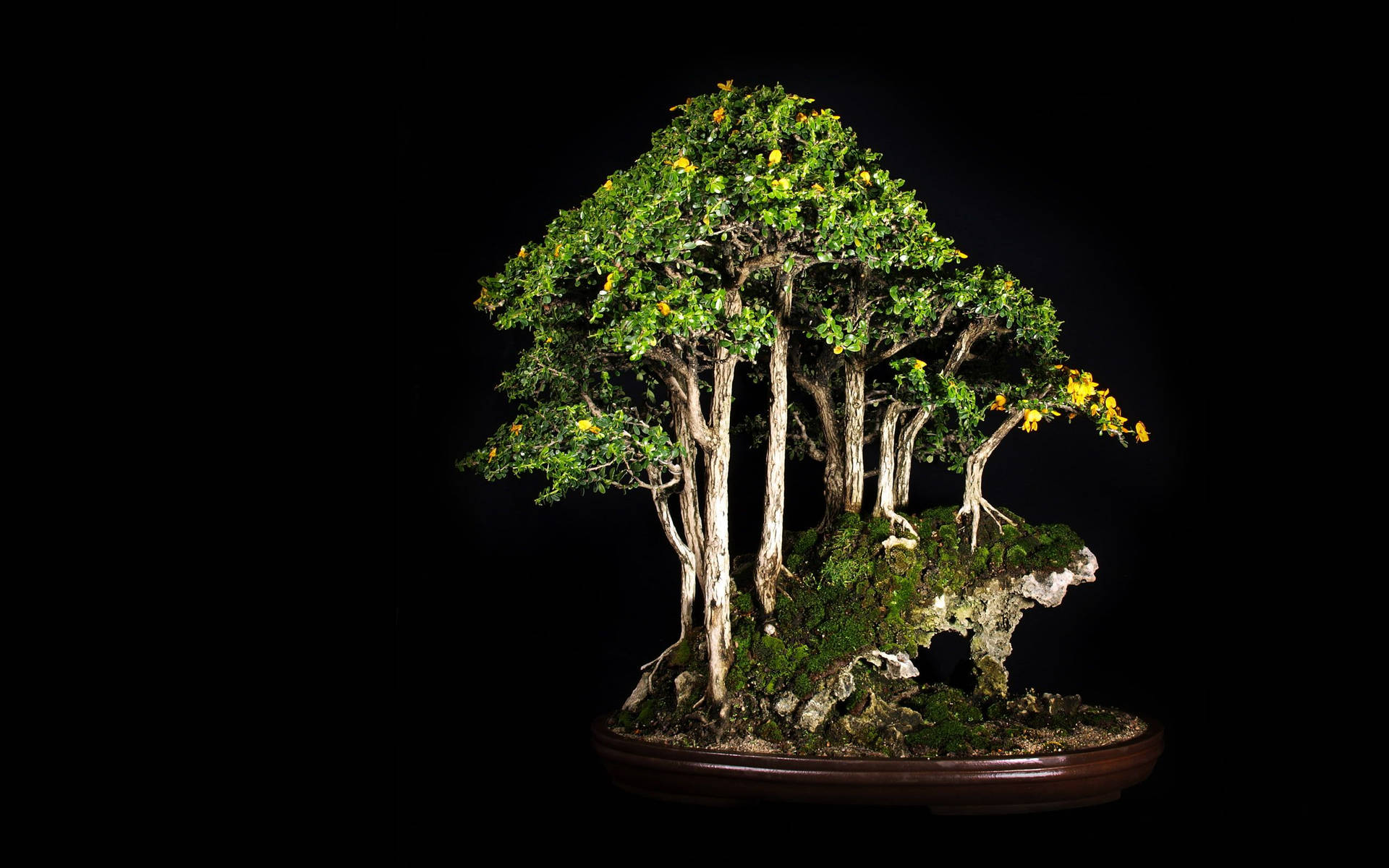 Bonsai Tree Forest Style Plant Photography Wallpaper