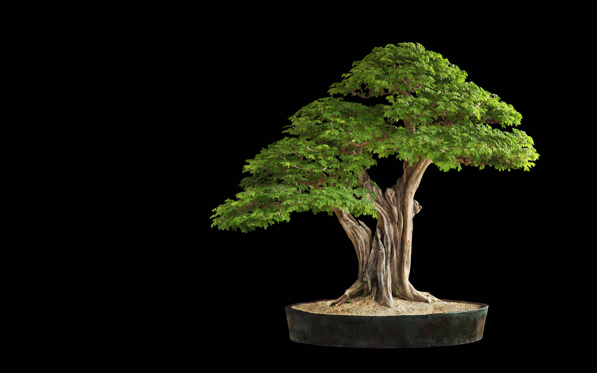 Bonsai Tree Formalt Lige Stil Fotografi Wallpaper