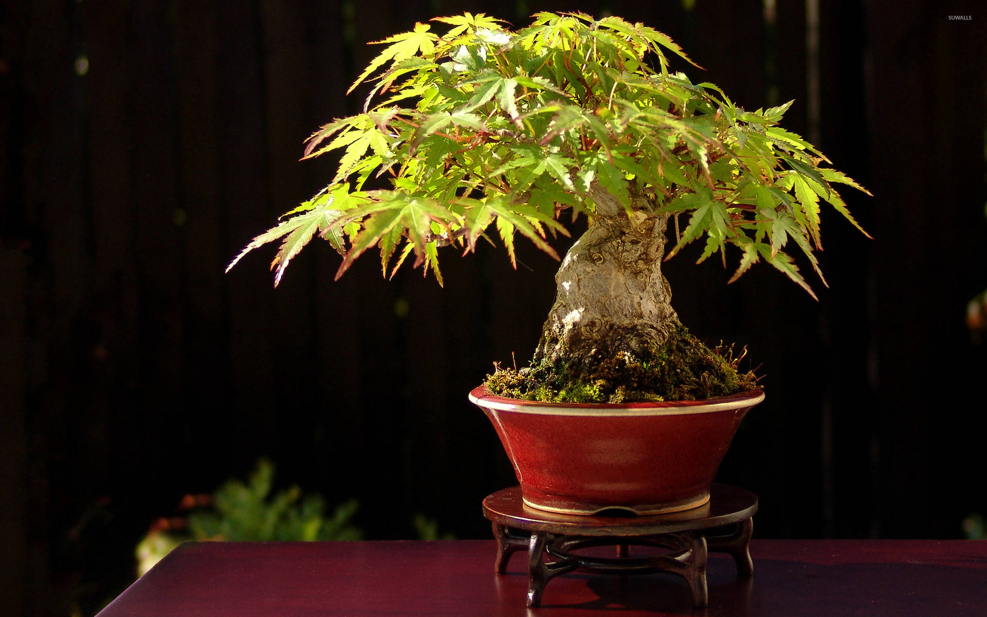 Bonsai Tree Formal Upright Style Plant Photography Wallpaper